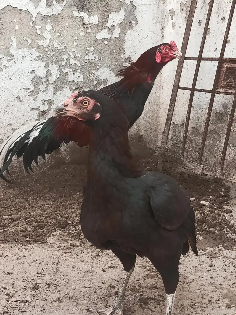 mianwali quality Aseel chicks age 3 months ky hony waly hain — photo 8