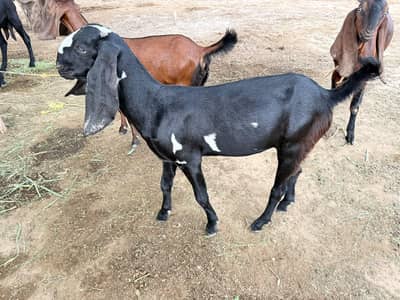 betal goat