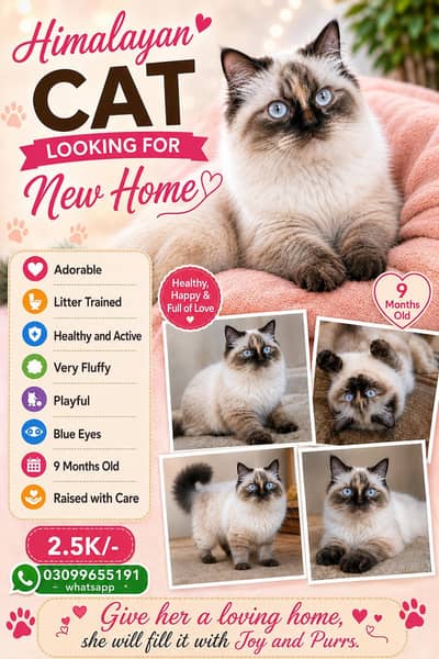 PURE BREED HIMALAYAN PERSIAN FEMALE CAT
