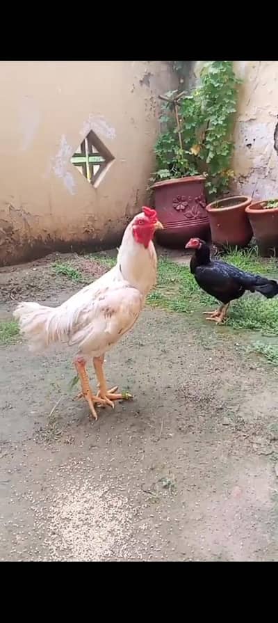 Heeera ptha for sale