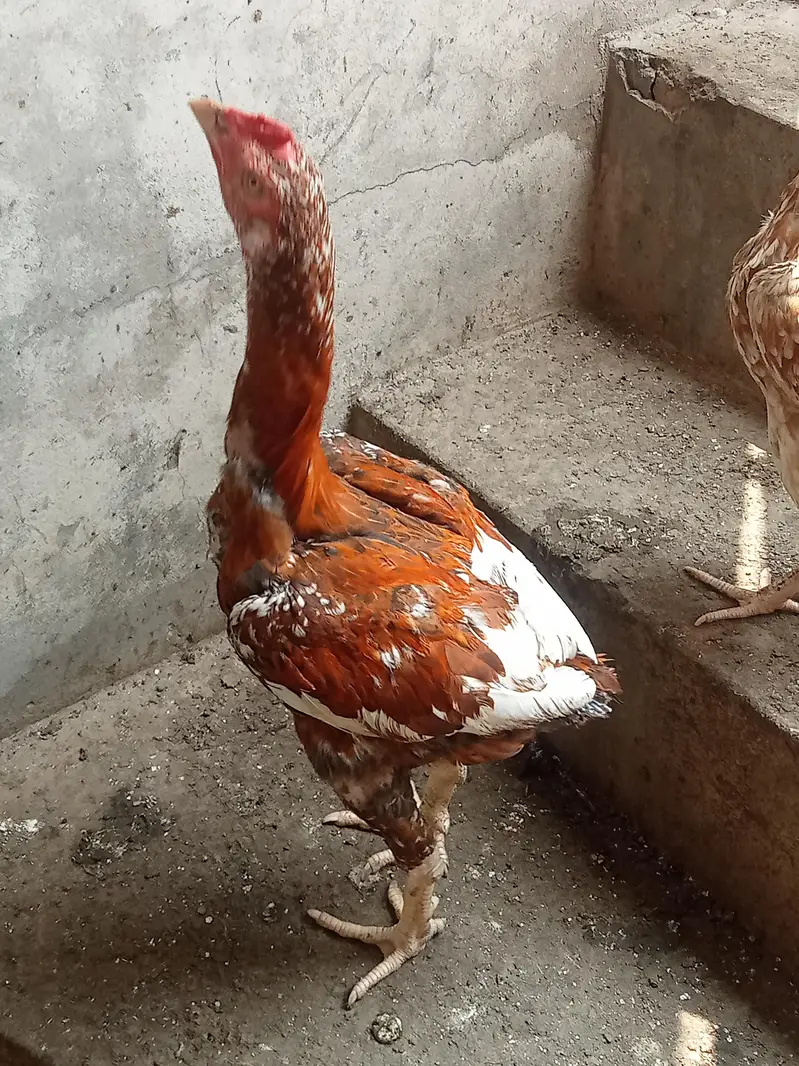 Sindhi Aseel — photo 3