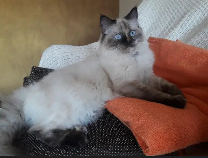 PURE BREED HIMALAYAN PERSIAN FEMALE CAT — photo 2