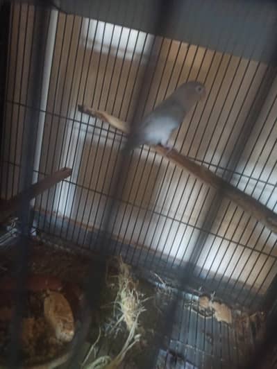 Female love bird , exchange possible