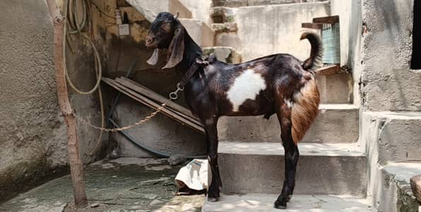 bakra healthy active