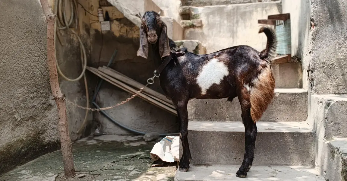 bakra healthy active — photo 2