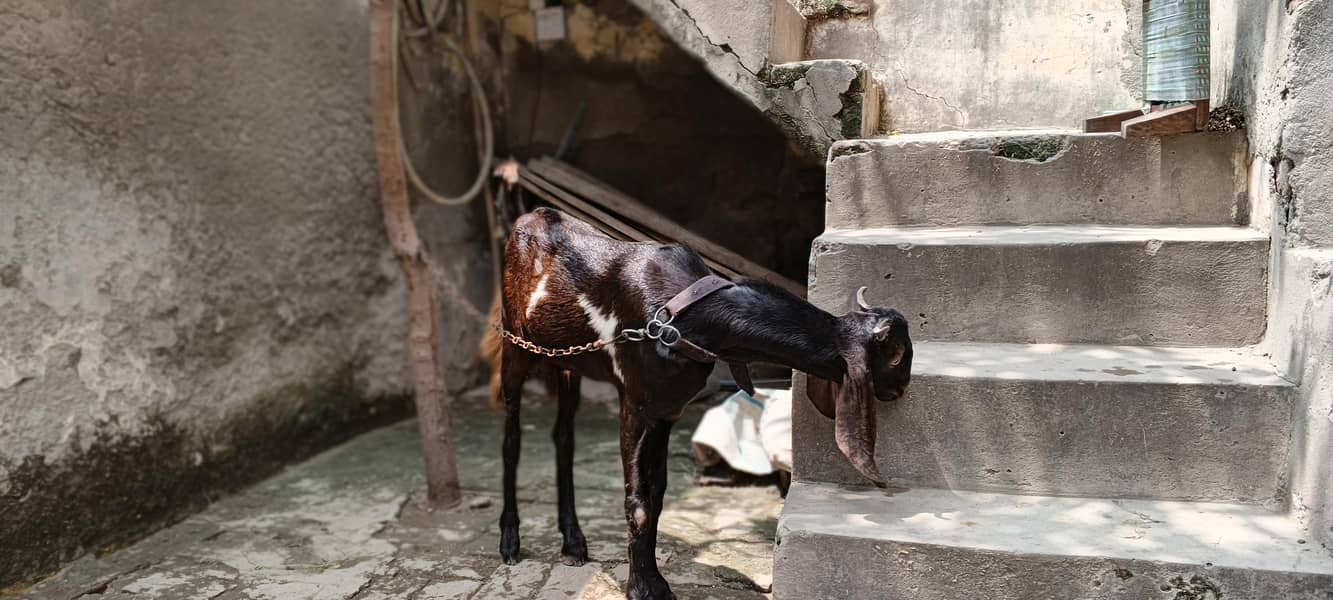 bakra healthy active 2