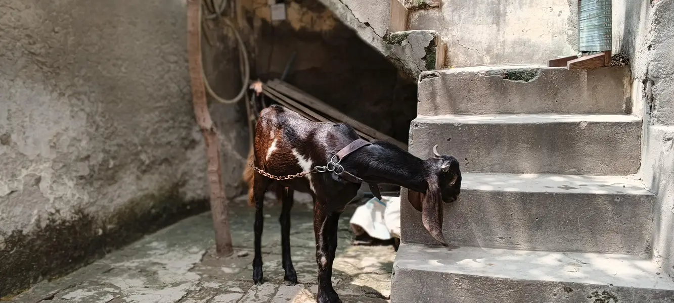 bakra healthy active — photo 3