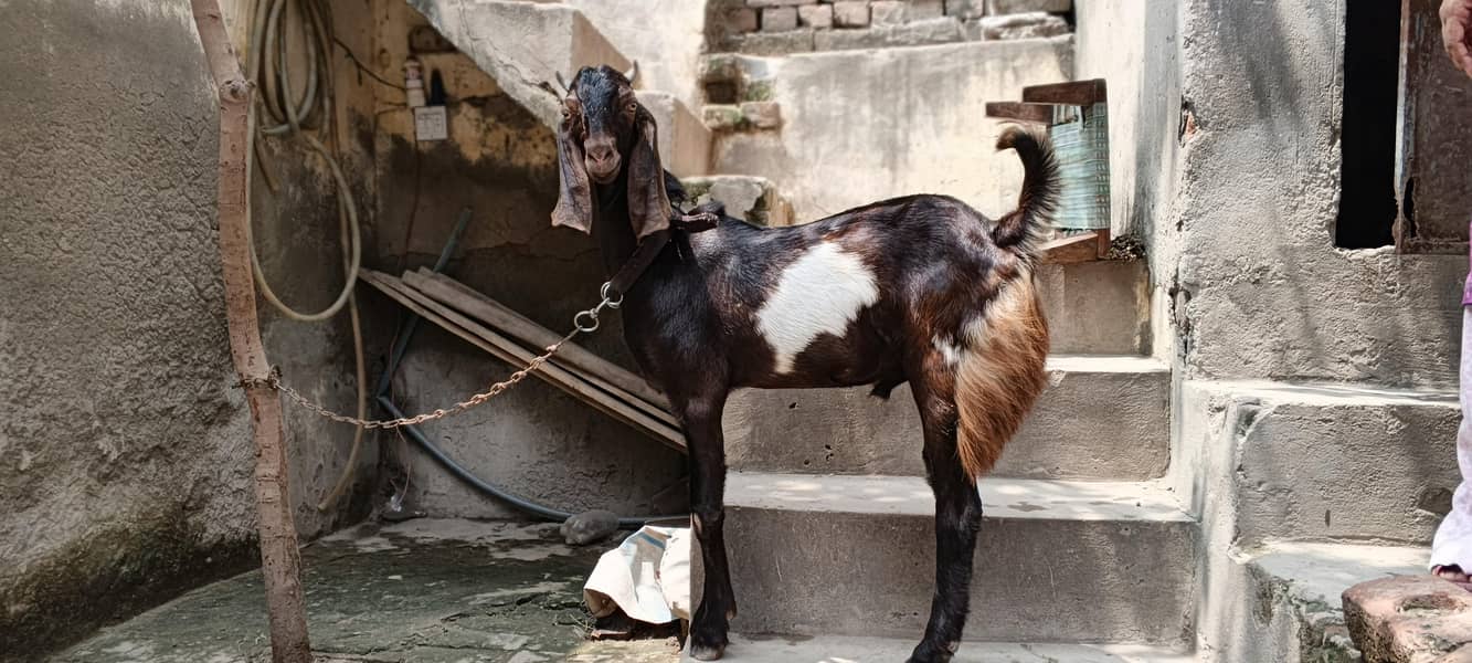 bakra healthy active 3