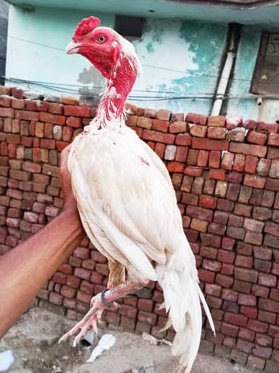 White patha available