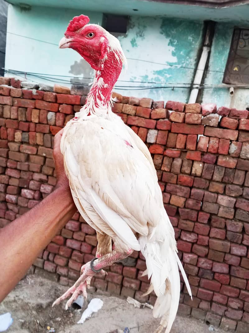 White patha available 0