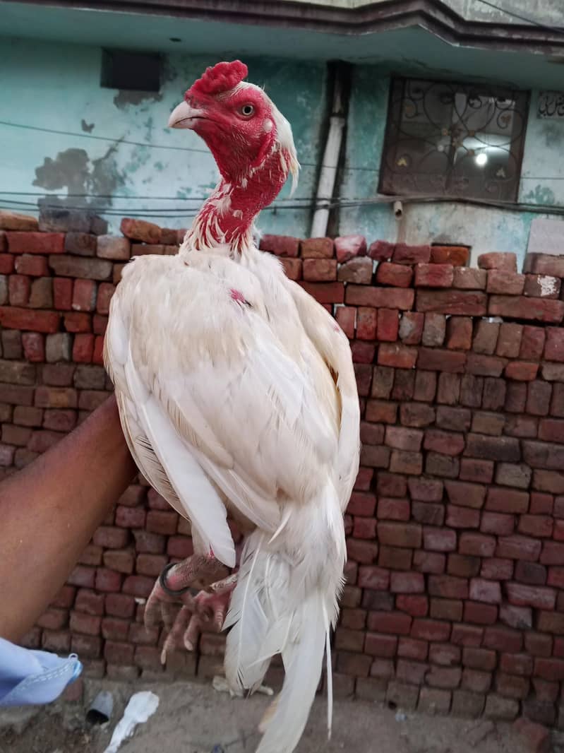 White patha available 1
