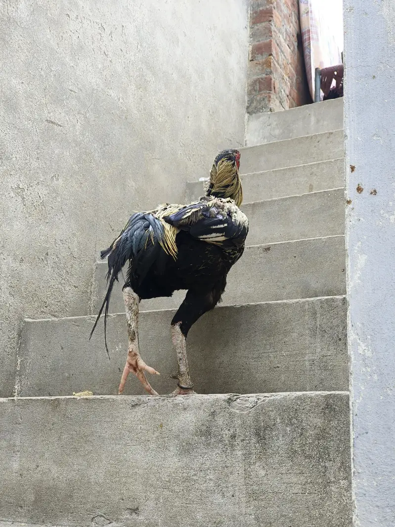 Seel Murgha — photo 4