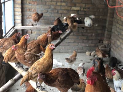 golden misri hens