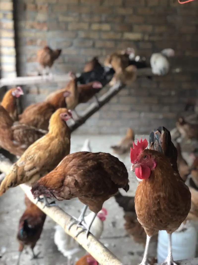 golden misri hens — photo 2