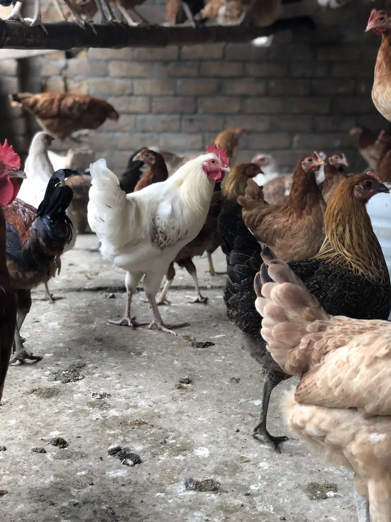 golden misri hens — photo 4