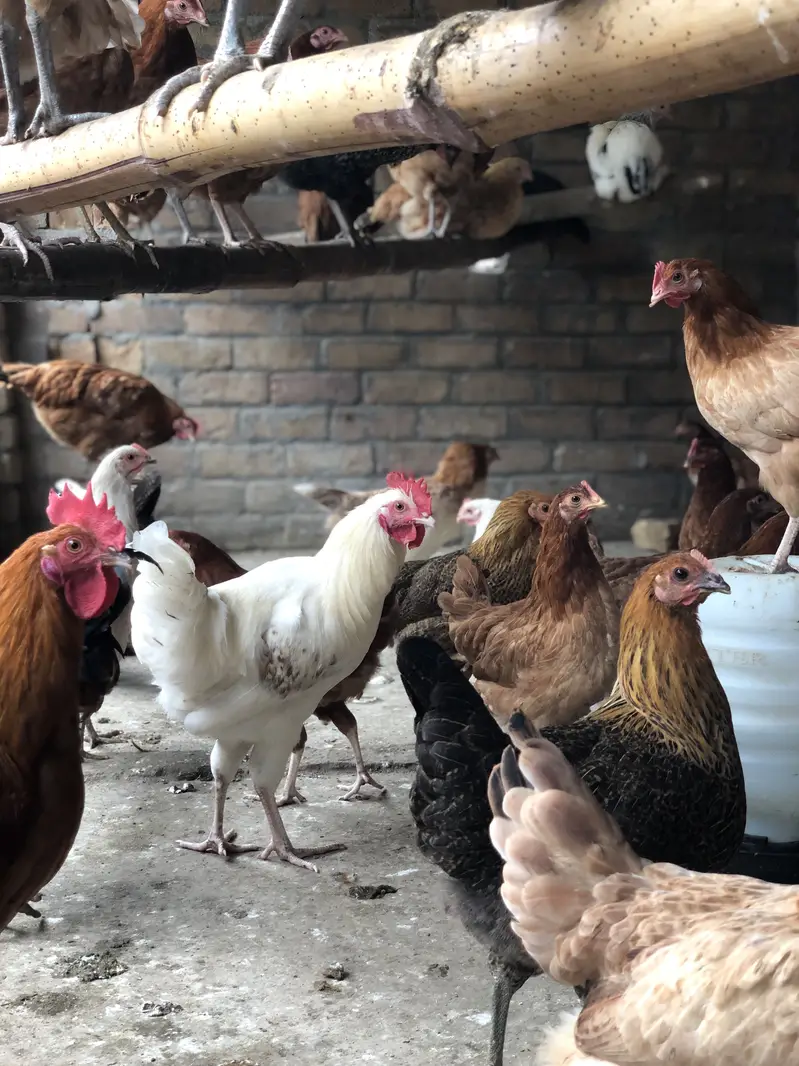 golden misri hens — photo 5