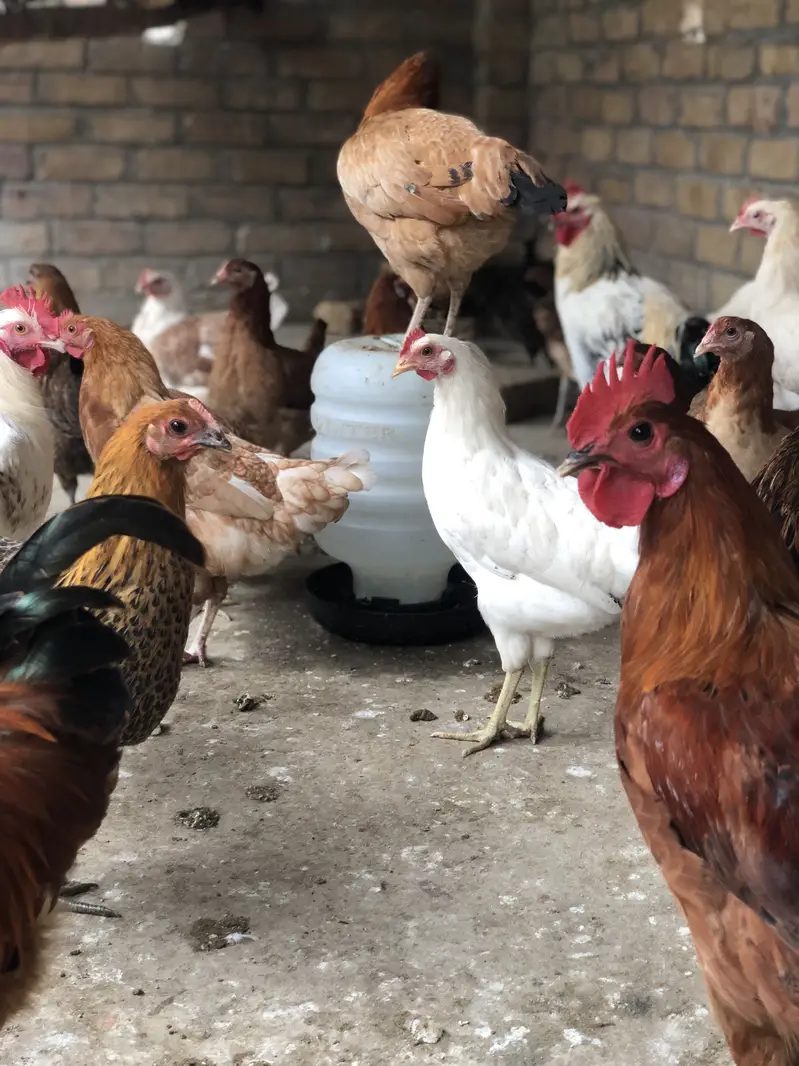 golden misri hens — photo 6