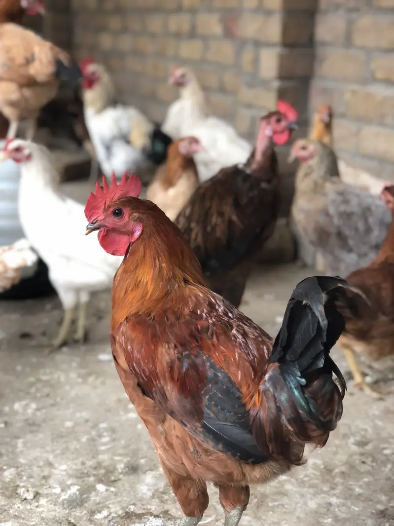golden misri hens — photo 8