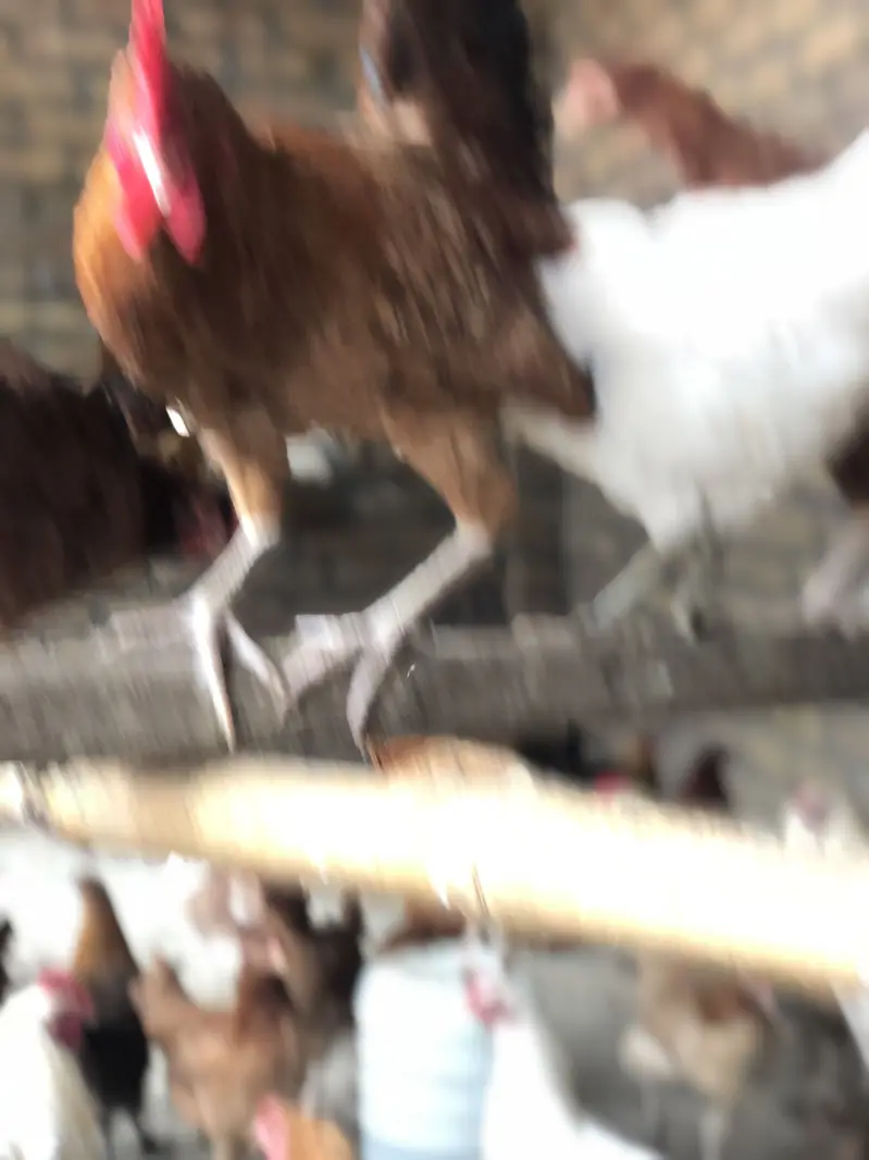 golden misri hens — photo 9