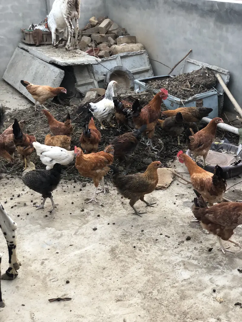 golden misri hens — photo 10