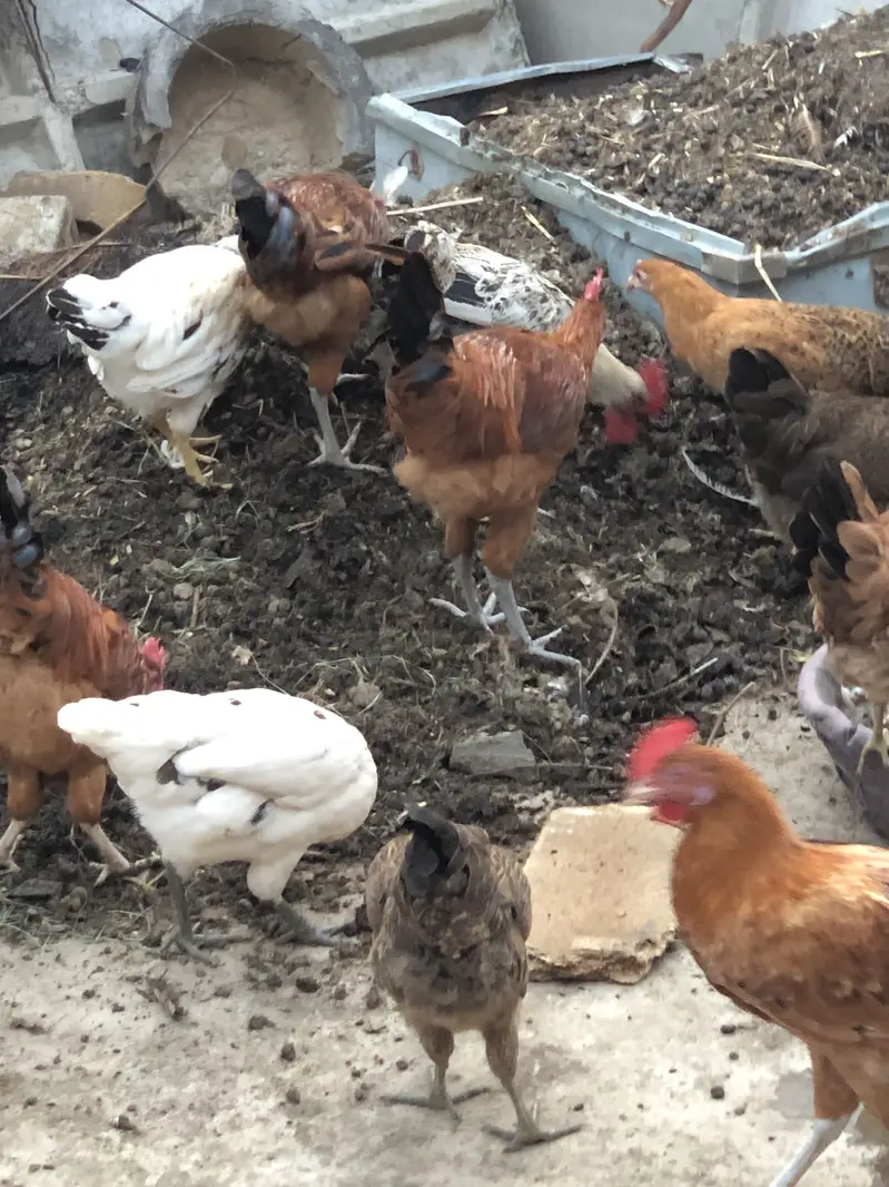 golden misri hens — photo 11