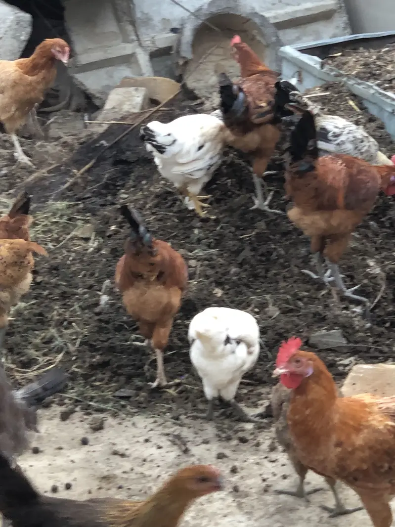 golden misri hens — photo 12