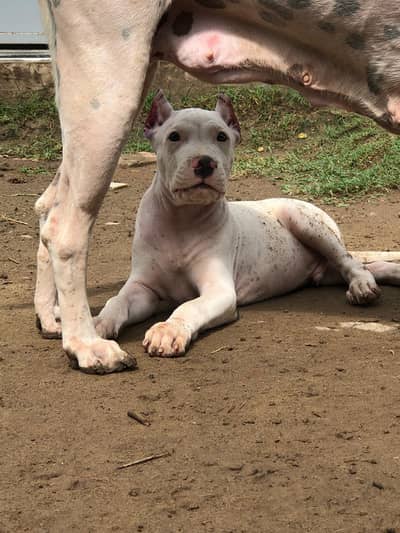 dogo argentino female
