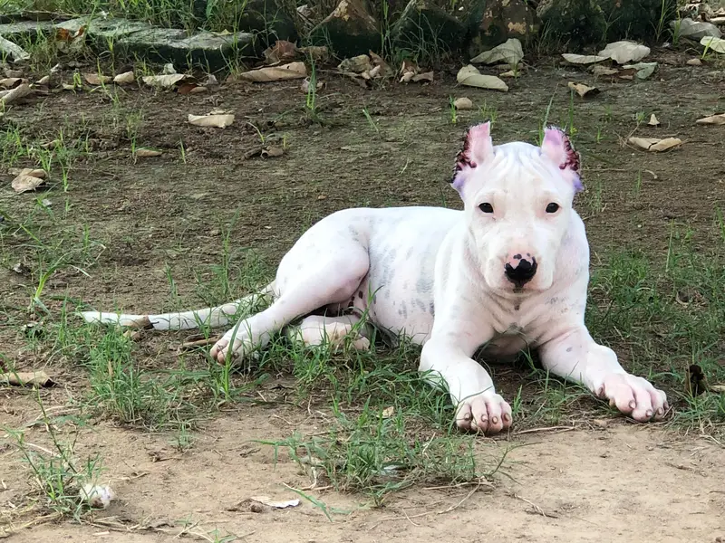 dogo argentino female — photo 2