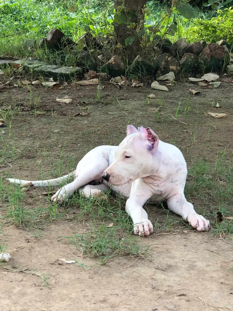 dogo argentino female — photo 3