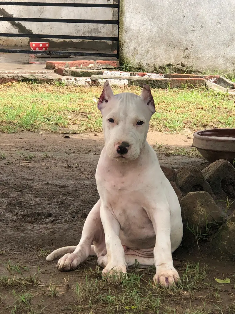 dogo argentino female — photo 4