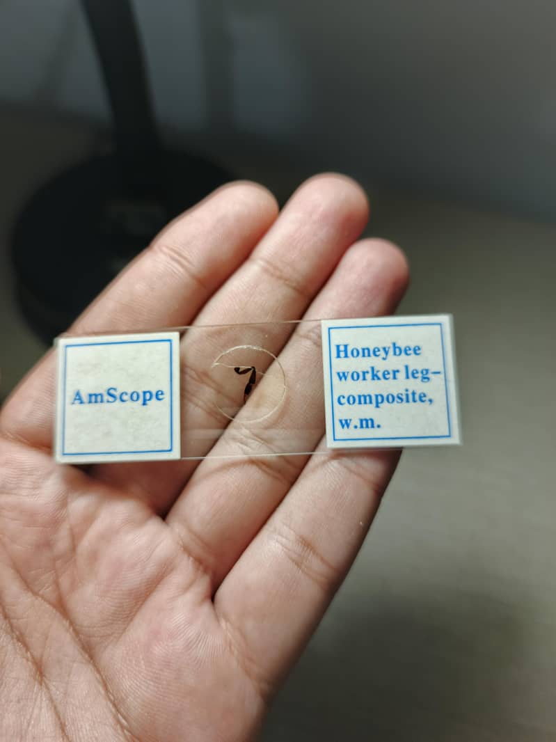 AmScope Microscope Slides 21pcs 8