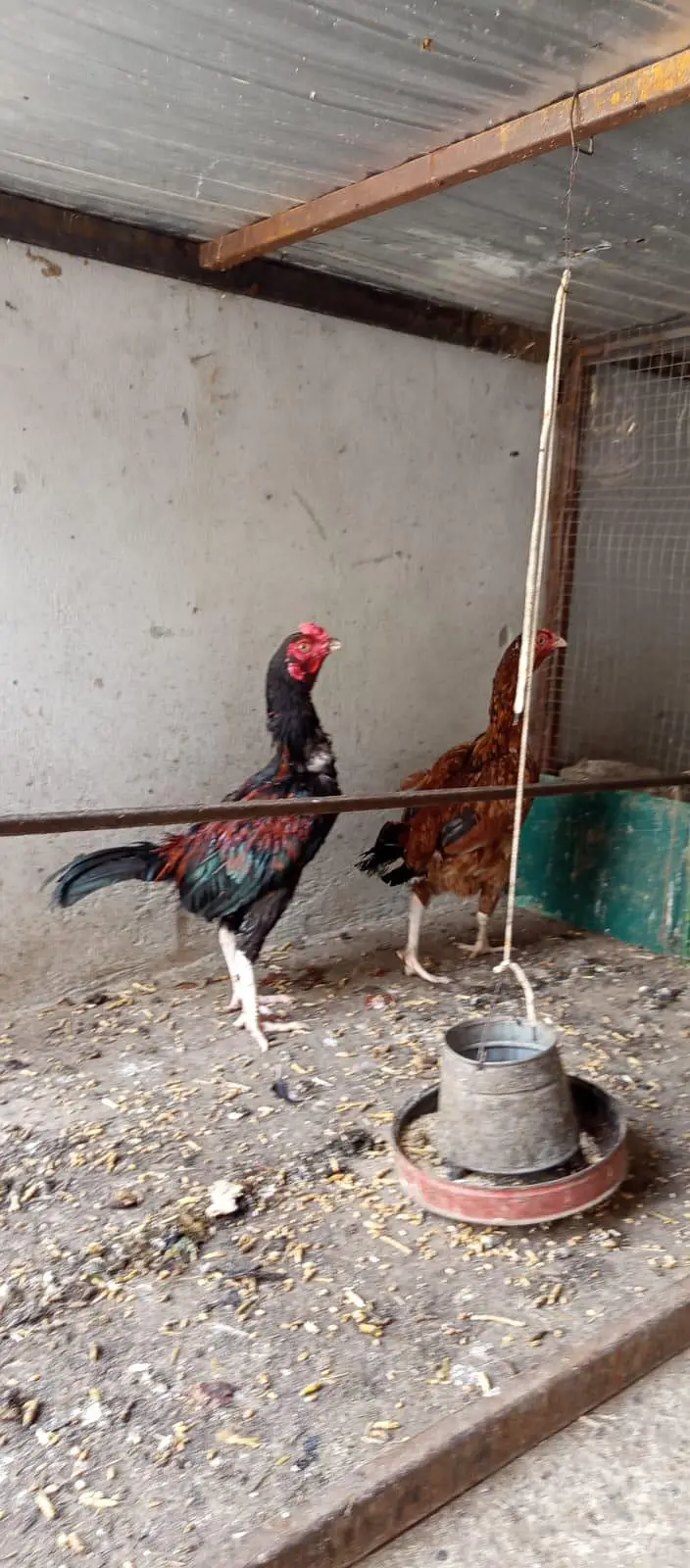 aseel pair — photo 2