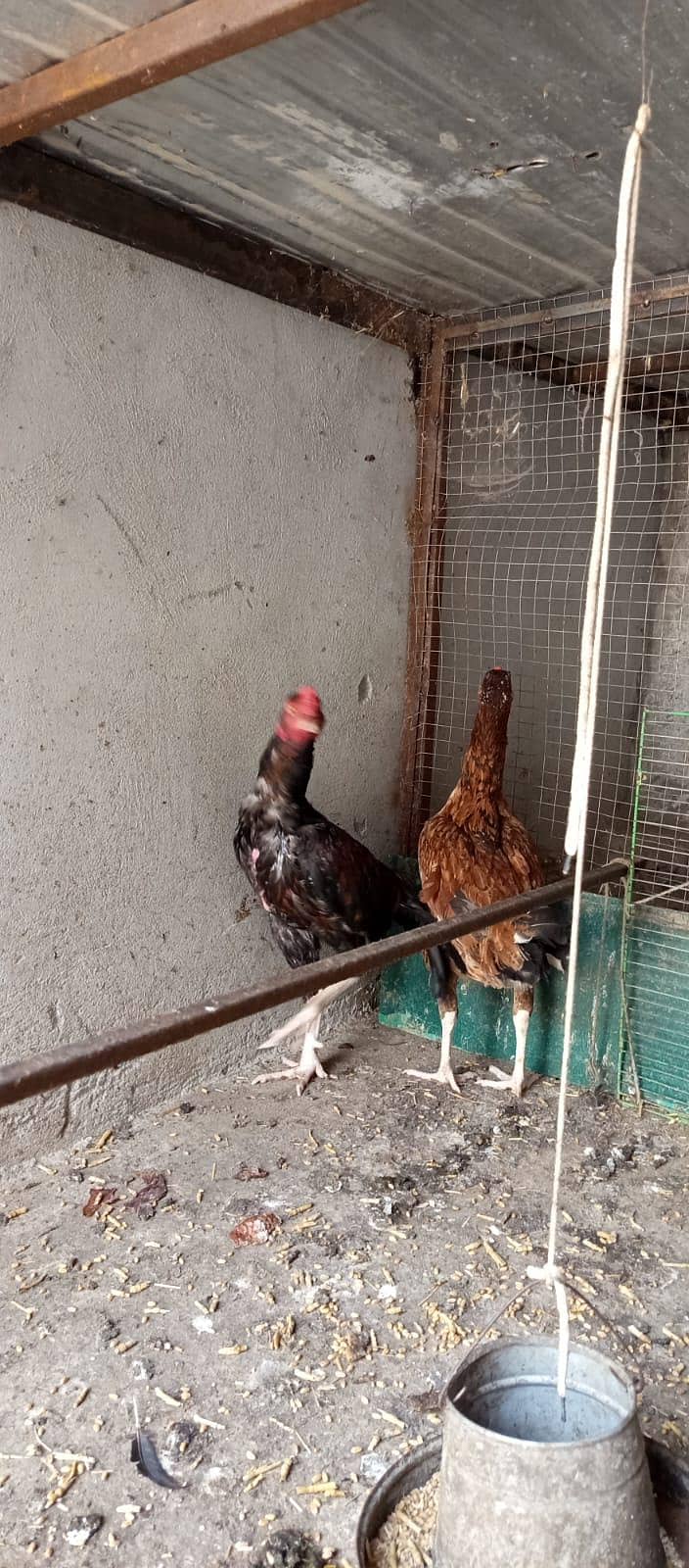 aseel pair 3