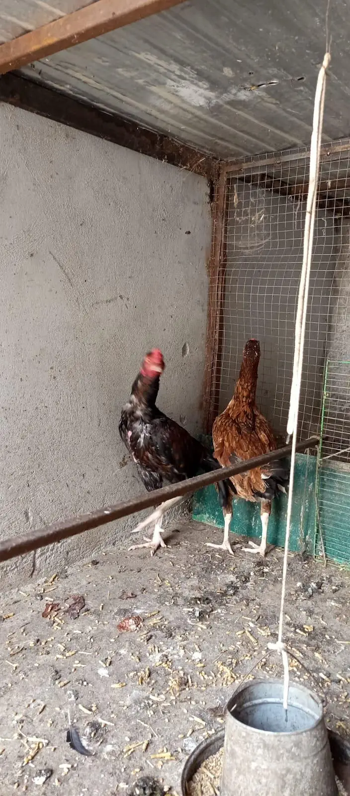aseel pair — photo 4