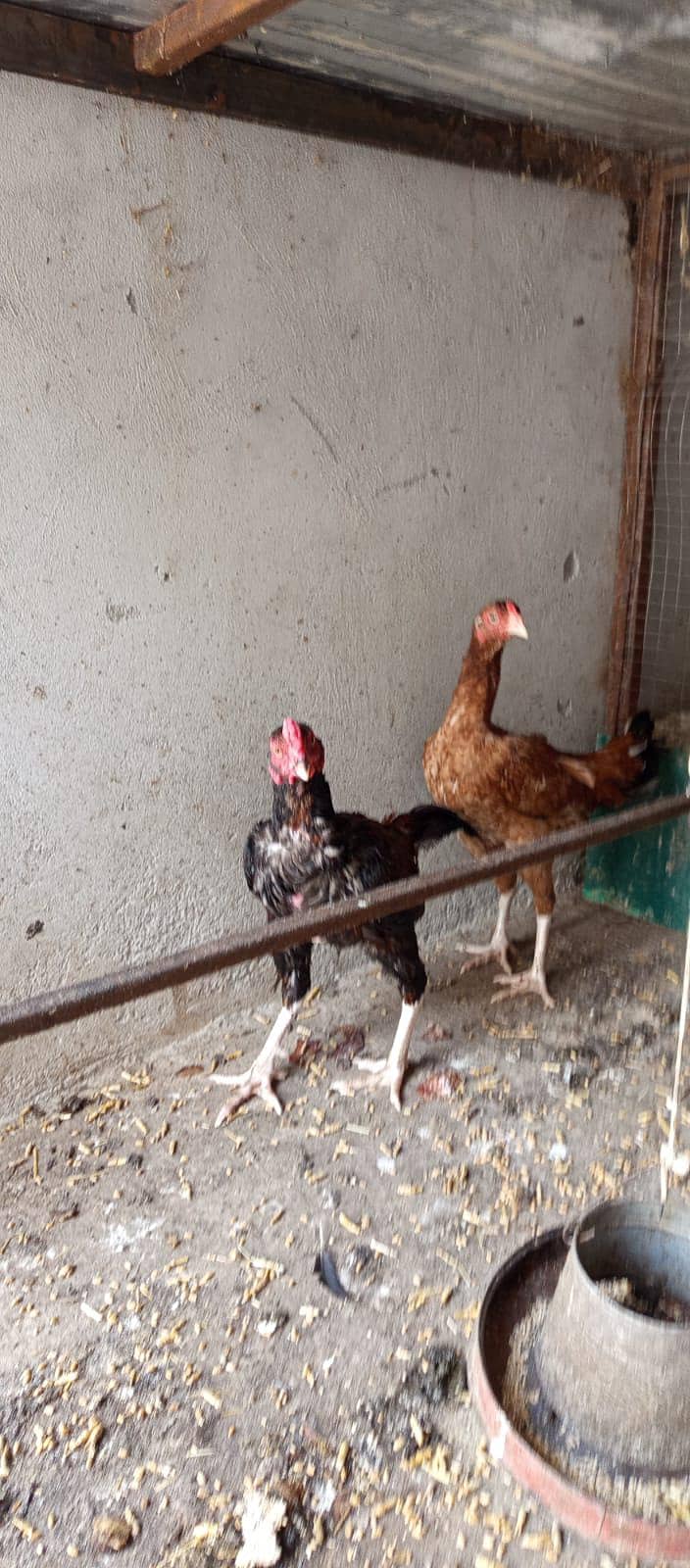 aseel pair 4