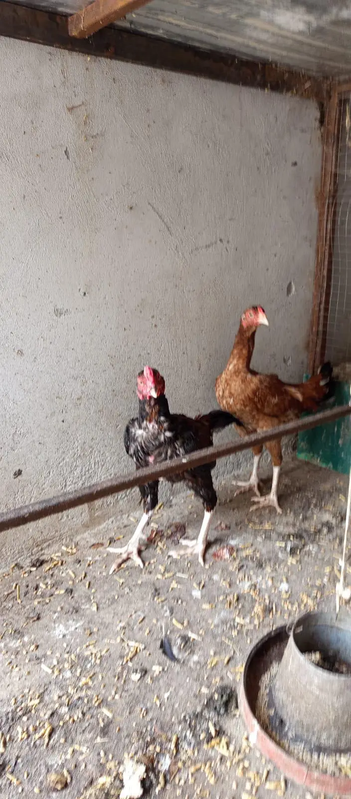 aseel pair — photo 5