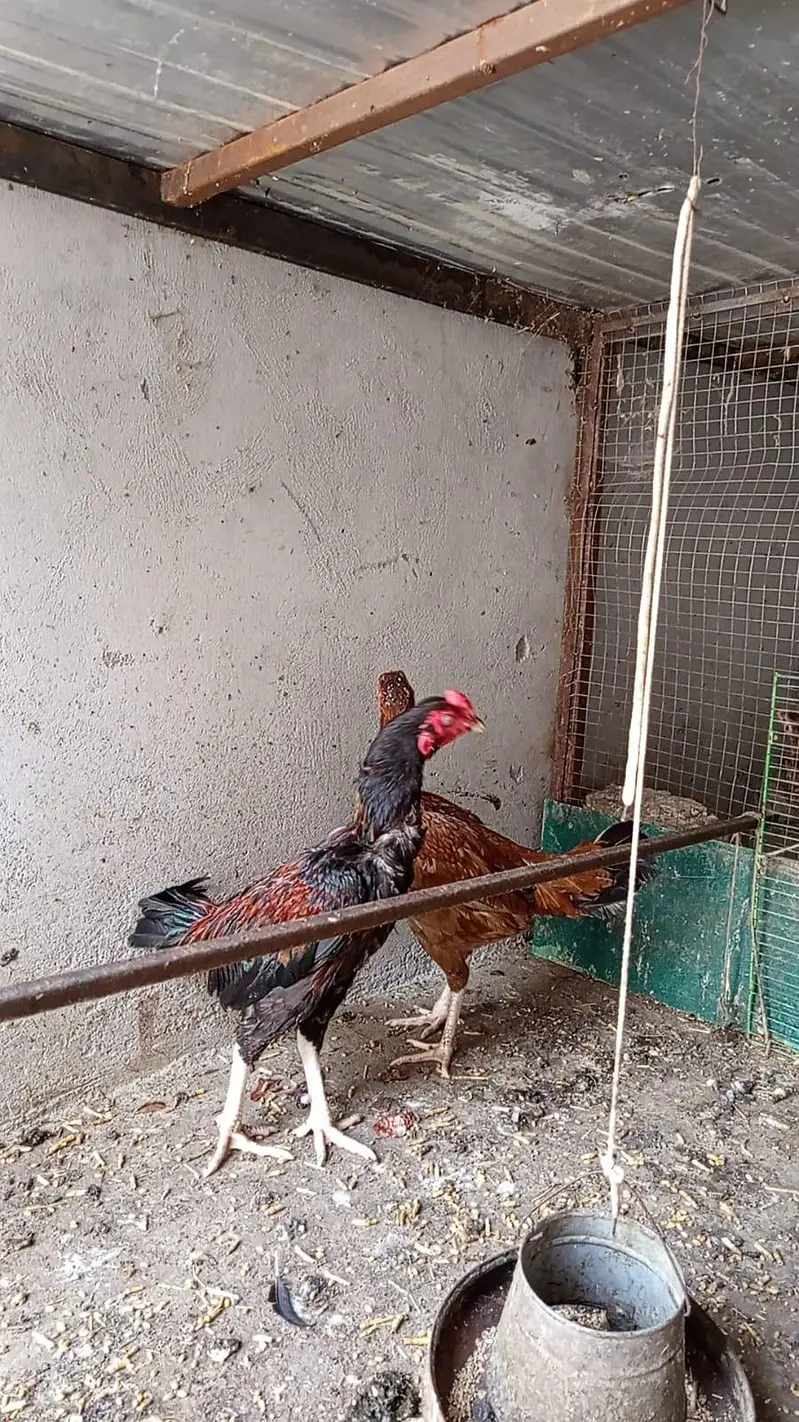 aseel pair — photo 7