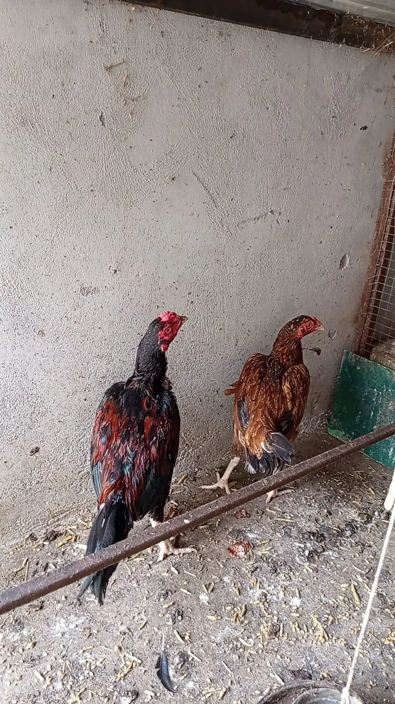 aseel pair — photo 8