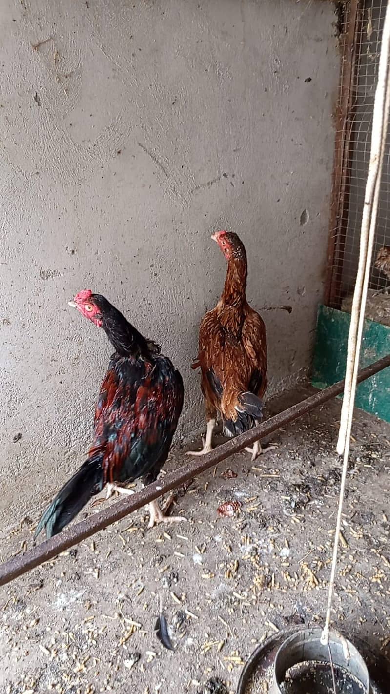 aseel pair 8