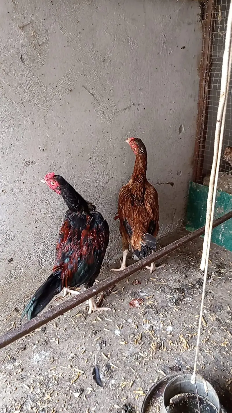aseel pair — photo 9