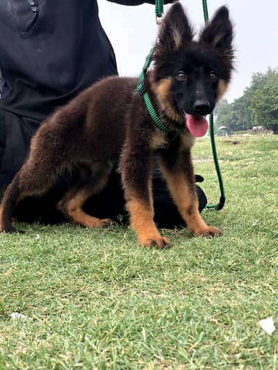 German Shepherd double coat female for sale03157638088