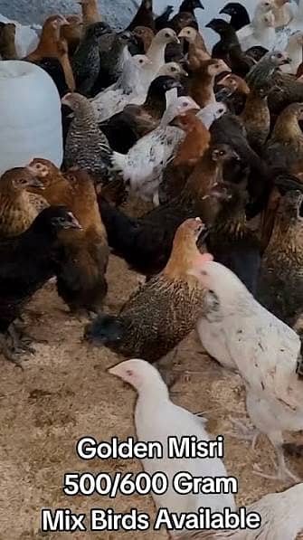 golden misri | desi hens |golden misri pathi |misri pathi |desi murghi