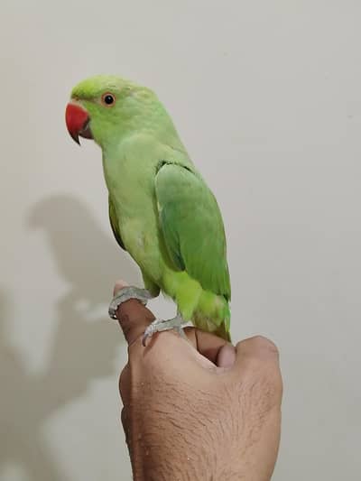 Hand tame ringneck available for urgent sale