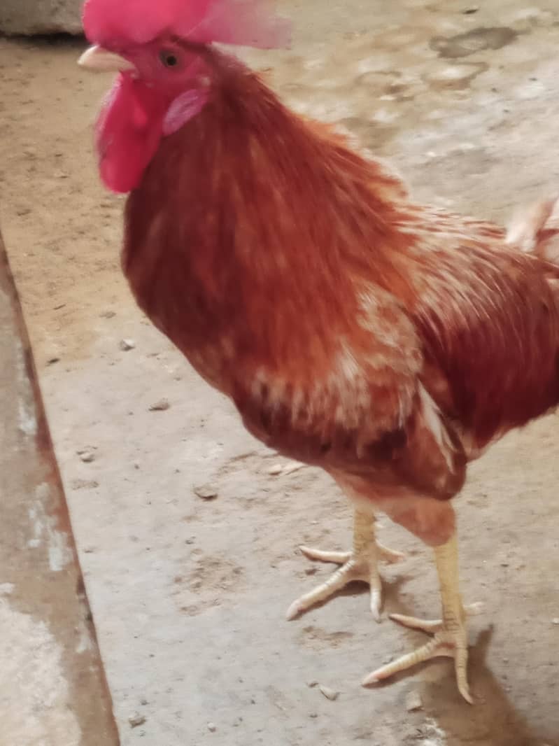 piar ha 0