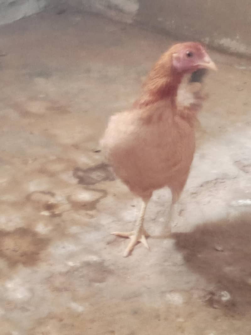 piar ha 1