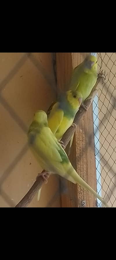 parrots