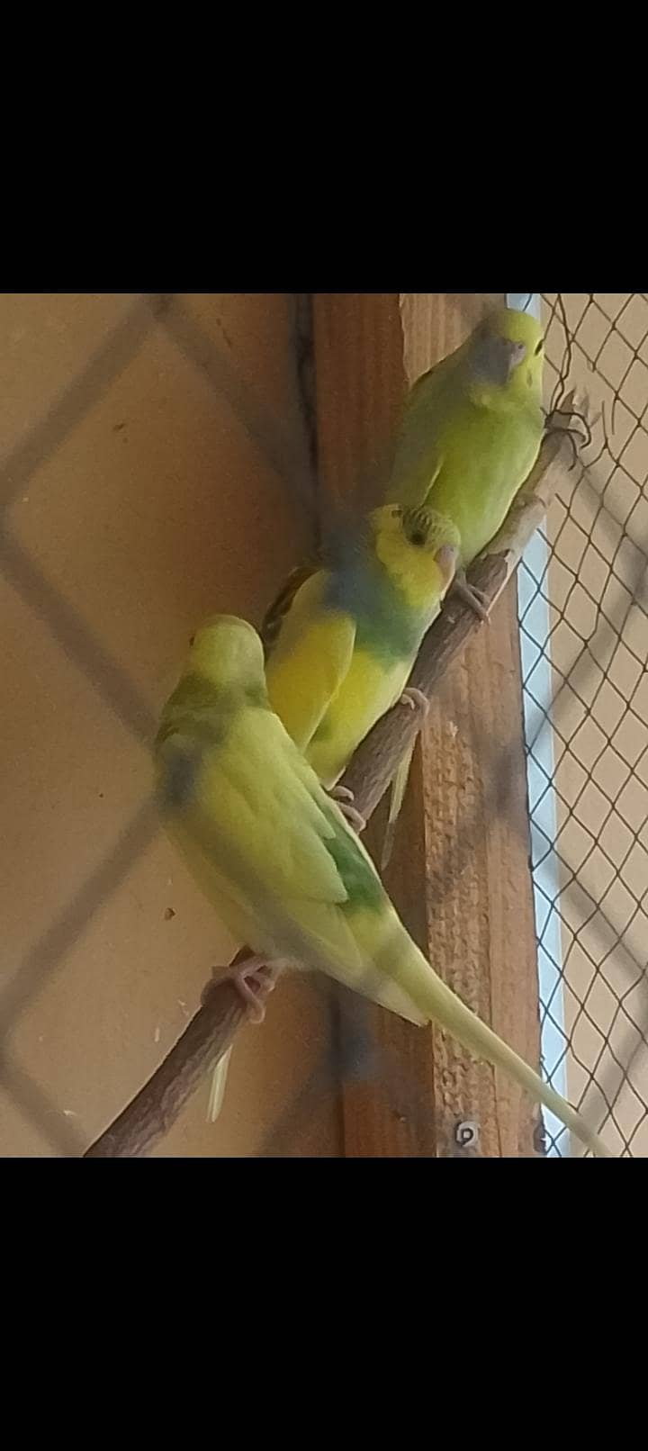 parrots 0