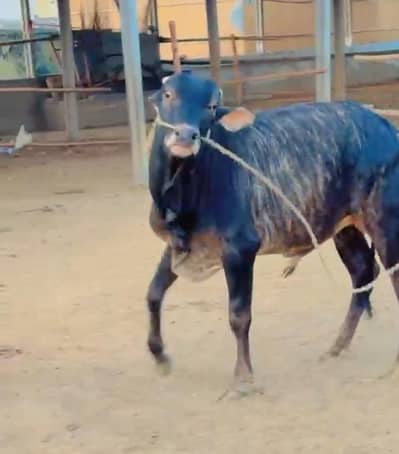 Kheera Tiger Print Bull for Qurbani 2027