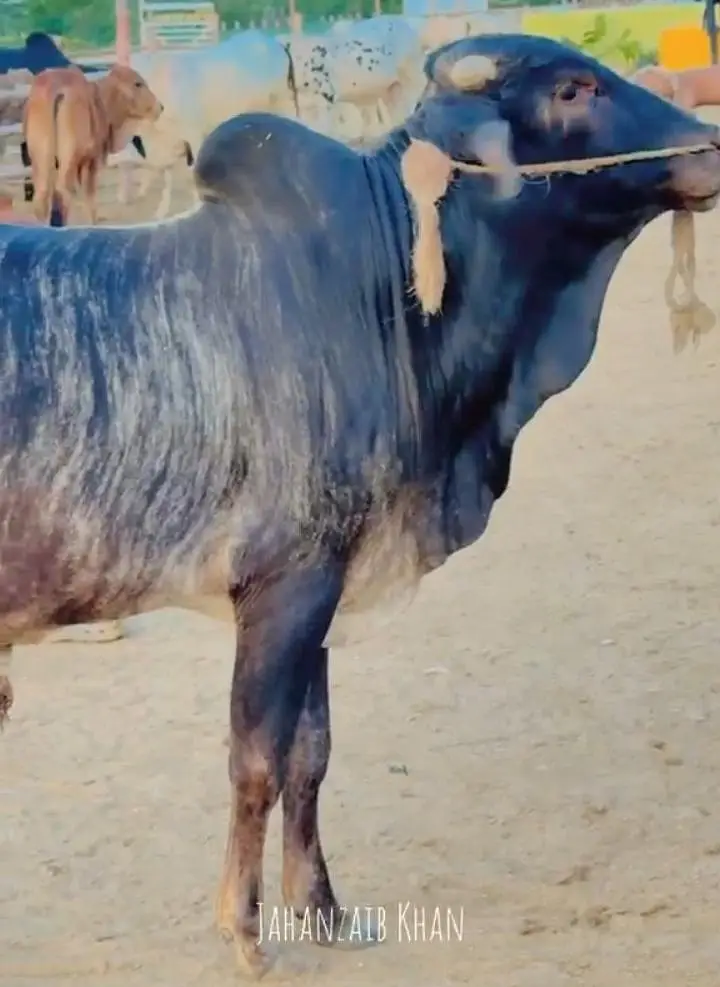 Kheera Tiger Print Bull for Qurbani 2027 — photo 2