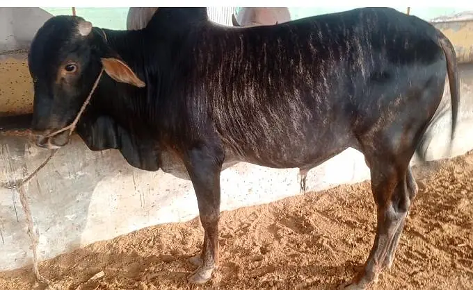 Kheera Tiger Print Bull for Qurbani 2027 — photo 3